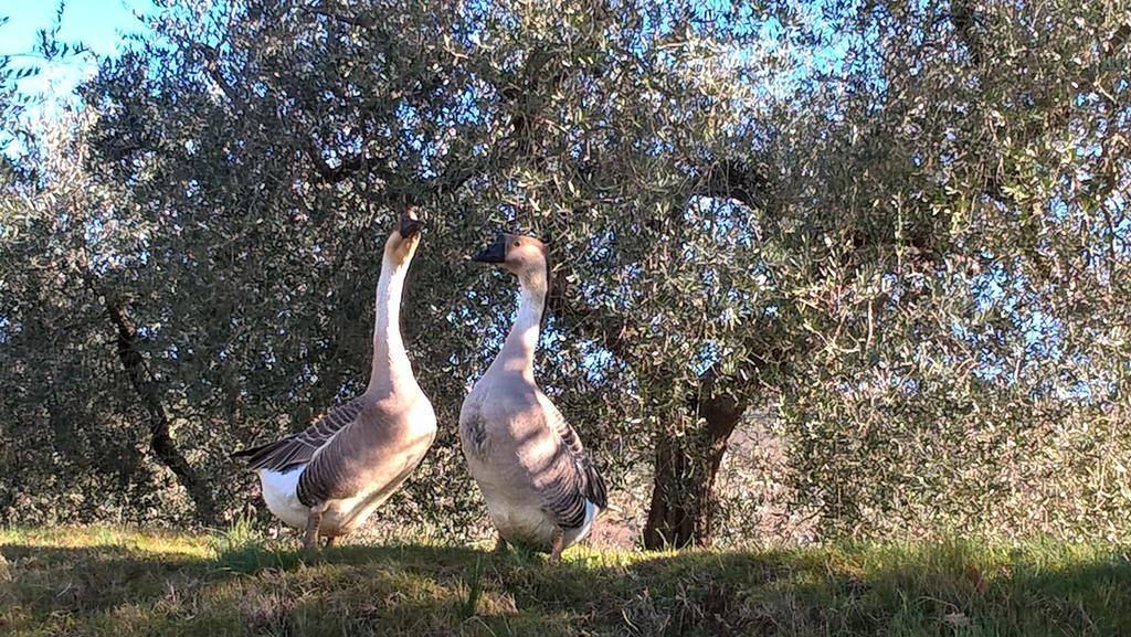 Piccolo Relais Galletto Di Marzo Spa E Relax Solo Per Due Paciano Luaran gambar